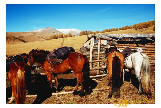 秋日盛宴——新疆旅行日志（六）