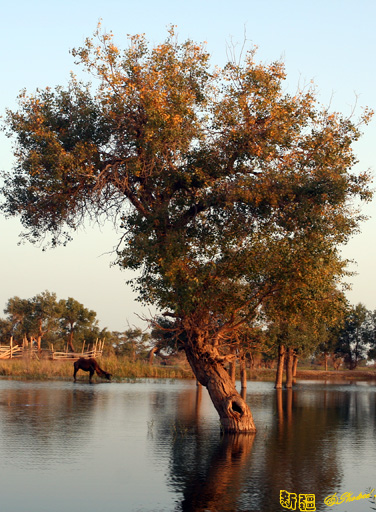秋日盛宴——新疆旅行日志(十一)