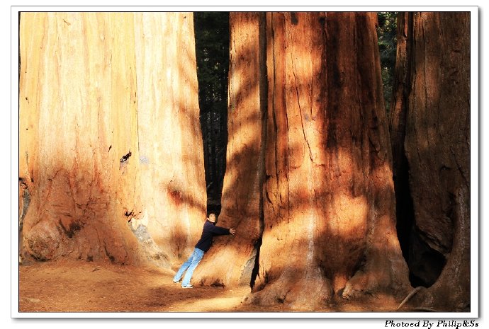 红杉树国家公园Sequoia\u00a0national\u00a0park