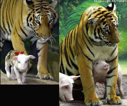 老虎与猪排的故事