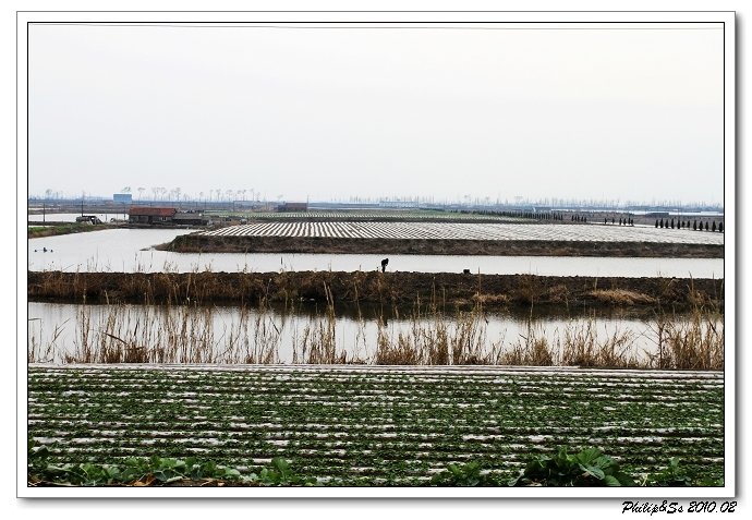 萧山沙地漫游记