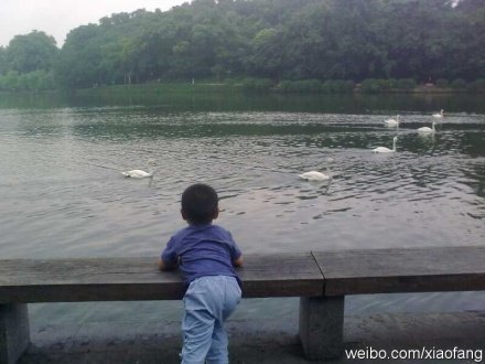 西湖多了一群天鹅