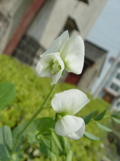豌豆花儿