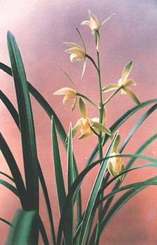 那一年夏夜的兰花草