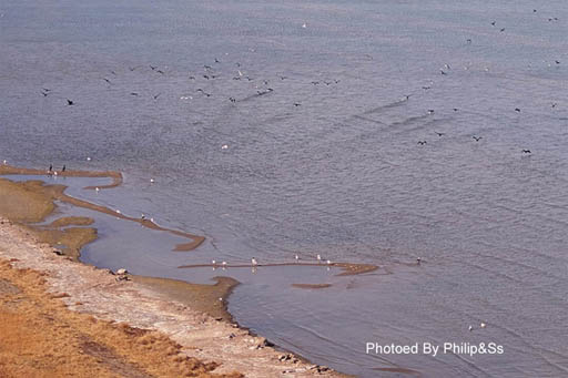 青海行记（六）——青天碧海盟浴鸥
