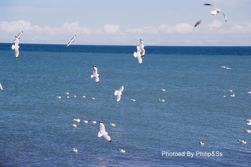 青海行记（六）——青天碧海盟浴鸥