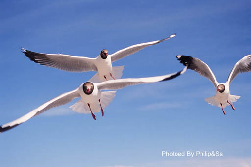青海行记（六）——青天碧海盟浴鸥