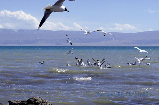 青海行记（六）——青天碧海盟浴鸥