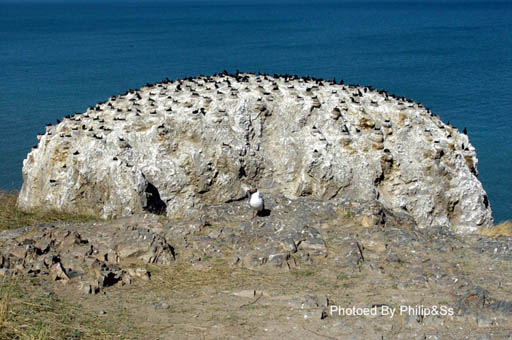 青海行记（六）——青天碧海盟浴鸥