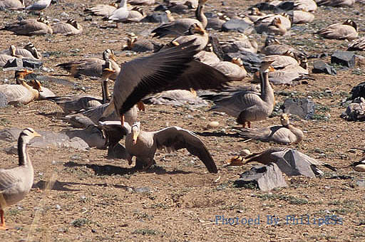 青海行记（六）——青天碧海盟浴鸥